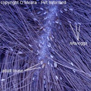 Lice Pictures And Information About Lice In Animals