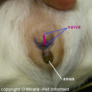 Sexing guinea pigs picture - This is the genitalia of a female guinea pig. The vulva is a vertical slit.