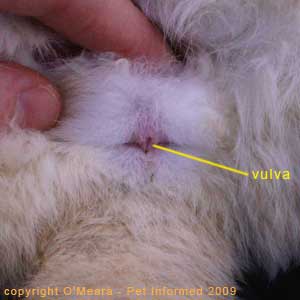 Sexing rabbits - The vulva of the female rabbit is shaped like a vertical slit.