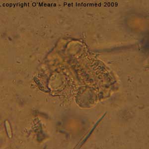 Fecal float parasite pictures - plant material.
