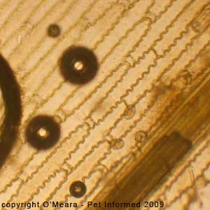 Fecal float parasite pictures - vegetation matter.