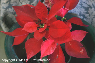 Poinsettia (Euphorbia) can be planted to repel rat and mouse pests.