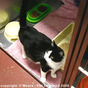 Feline pregnancy signs - a pregnant cat has a swollen, pot-belly.