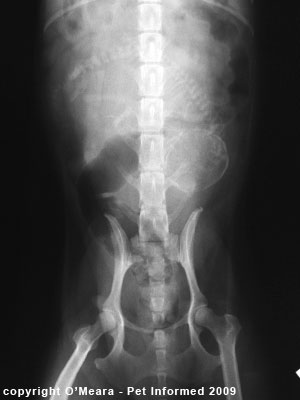 An x-ray picture of a pregnant dog.