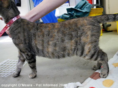 Cat pregnancy signs - a pregnant cat with a swollen, distended pregnant tummy.