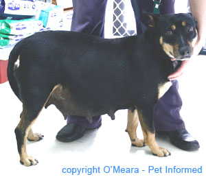 This lovely pregnant dog was dropped off at a shelter. Her pregnancy was unwanted, as were her puppies. Early desexing would have prevented her from becoming pregnant with an unwanted litter. She had her litter of 10 at the dog shelter.