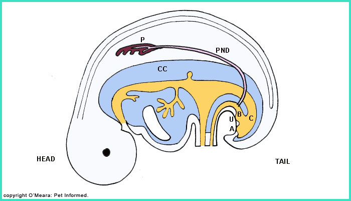 The first embryonic kidney is called the pronephron.