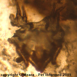 A shed ear mite exoskeleton.