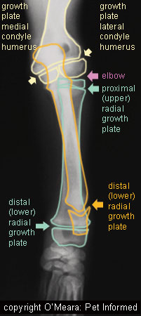 This image is the same as that on the left (puppy foreleg bones), but I have labeled the growth plates, bones and joints for better understanding.