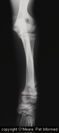 This is a radiograph of the front leg of a normal puppy. The animal does not have HOD or distemper or any problems. The image simply shows nice detail of where all of the growth plates are in puppy forelimb bones.