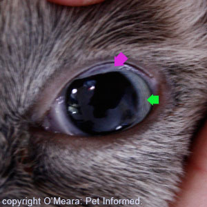 This is the eye of that same dead cat. Notice how dilated the feline's pupils are (the pupil is bordered by the iris, a tiny strip of blue marked with a green arrow).