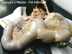 This poor dog had such severe pyometra (pyometron) that it died. Dog spaying surgery would have prevented this death.