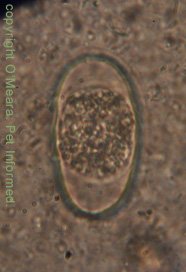 This is an image of a coccidian organism found in the feces of a rabbit (rabbit coccidia) during a fecal float. The rabbit had diarrhea.