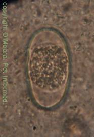 Coccidiosis In Dogs And Cats And Other Animals