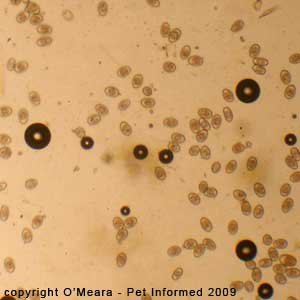 Fecal float parasite pictures - Rabbit coccidia from a rabbit with no clinical symptoms.