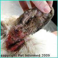 Ear mites in rabbits - a severe case of ear canker (ear mite) in a rabbit.