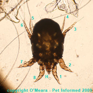 Rabbit ear mites in rabbits - a female Psoroptes cuniculi rabbit ear mite.