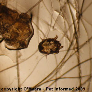 Ear mites in rabbits - live rabbit ear mites seen under the microscope.