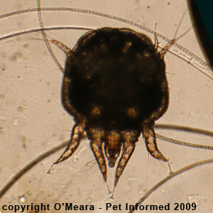 Ear mites in rabbits pics - a male Psoroptes cuniculi rabbit ear mite.