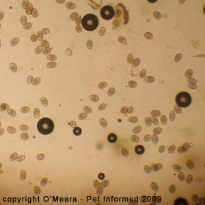 Fecal float parasite pictures - Rabbit coccidia - Eimeria - from a 'carrier' rabbit with no clinical symptoms.