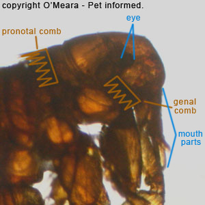 Rabbit fleas look like this.