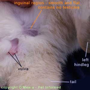 Sexing rabbits image - The female rabbit's groin region is smooth and contains no testicle structures.