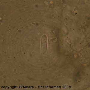 Faecal float parasite pictures - commensal organisms and natural flora of the rabbit gut: Saccharomycopsis gutulatus.