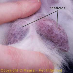 Sexing rabbits image - Close-up photo of a male rabbit's scrotal sacs. These individual scrotal sacs are generally hairless (or only very thinly-furred), pendulous, purplish-coloured and very easy to spot.