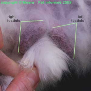 Sexing rabbits images - This is a close-up photograph of the male rabbit's genital region. The thin-skinned, purple-coloured scrotal sacs are clearly visible and have been labeled.