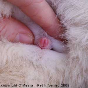 Sexing rabbits - the vulva of the female rabbit is shaped like a vertical slit.