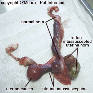 This is a rabbit uterus with a uterine cancer and a rotten, intussuscepted uterine horn.