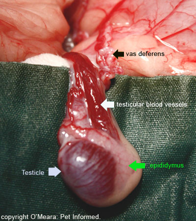 This is a picture of an abdominally cryptorchid retained testicle. The anatomy of the teste is clearly indicated in this photograph.