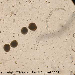Fecal float parasite pictures - This is a fecal float image showing four feline roundworm eggs and a lungworm larva.