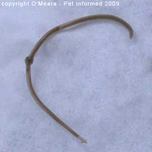 Fecal flotation parasite pictures - This is an adult Toxocara roundworm from the intestine of a kitten.