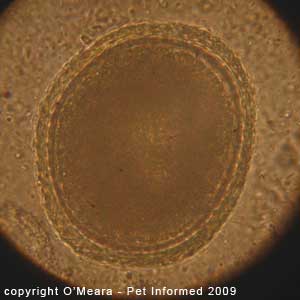 Fecal float parasite pictures - Toxocara canis egg under oil magnification.