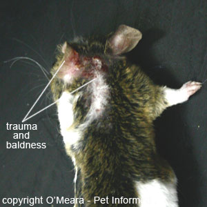 Mouse lice pictures - Scratching and skin trauma should be a clue for owners to have a close look through their pet's coat for lice or nits. 