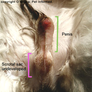 Outwardly, this bilaterally cryptorchid cat had no testicles on testicle examination. The fact that this feline had almost no scrotum to speak of, despite being very masculine in appearance, suggested that the cat had internal, undescended testes.