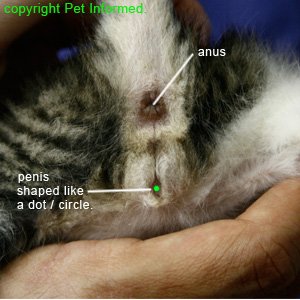 Sexing kittens - male kitten genitalia is shaped like a dot.