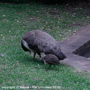 Sexing birds images - a female peacock or peahen.
