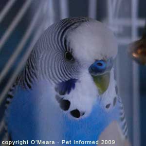 Sexing parakeets - male budgies have a blue cere.