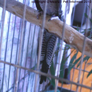 Sexing cockatiels images - female cockatiels have tail stripes.