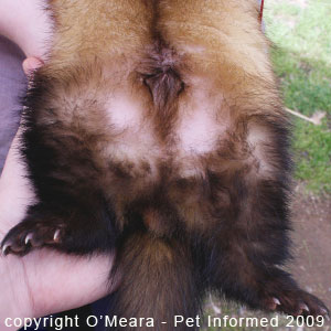 Ferret sexing images - a male ferret has a penis in the middle of its belly and testicles beneath its anus.