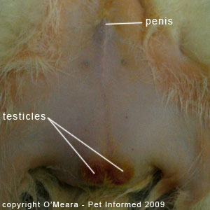 Ferret gender determination images - a male ferret.