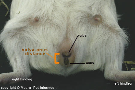 Sexing guinea pigs images - the female guinea pig's genitalia.