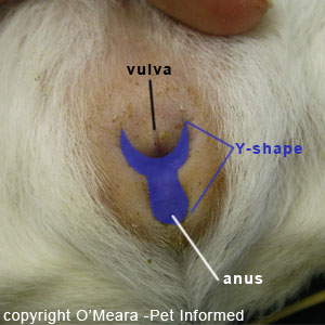 Sexing guinea pigs pictures - There is a distinctive 'Y' shaped groove between the female guinea pig's vulva and anus. This is marked in blue.