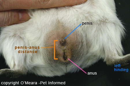 Sexing guinea pigs photos - the male guinea pig's genitalia.
