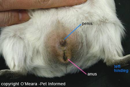 how to tell if a guinea pig is a male or female