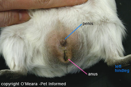 Sexing guinea pigs pictures - the male guinea pig's genitalia.