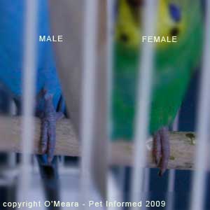 Sexing parakeets - male parakeets have blue feet and toes and female parakeets have brown or pink feet and toes