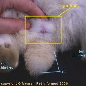 Sexing rabbits picture - The female rabbit's genital region has been outlined using a yellow box.